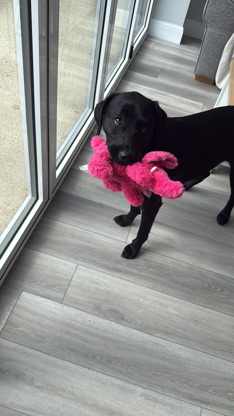 A black Labrador standing by a patio door holding a pink squeaky toy