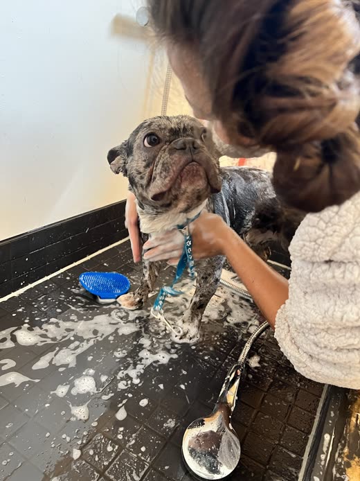 A merle French Bulldog being lathered up in a bath tub by a groomer's hands