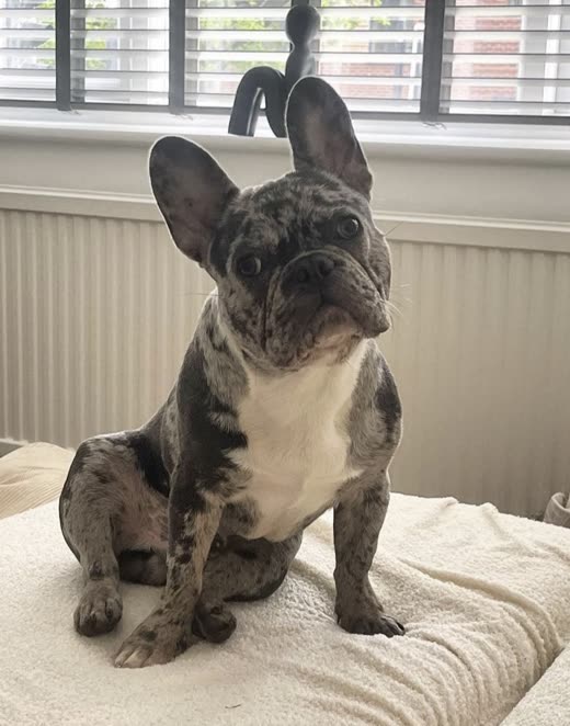 A freshly groomed merle French Bulldog sitting on a white towel by a window