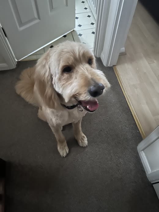 A cream Goldendoodle with a clean fluffy coat sitting in a hallway