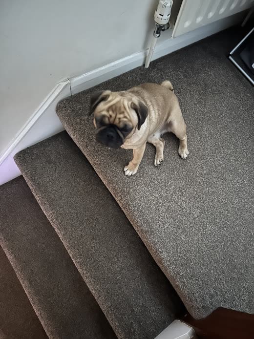A fawn Pug lying on a carpeted staircase landing