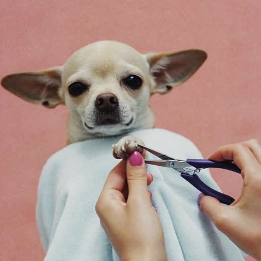 A dog's paw having its nails clipped